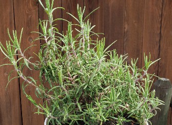 rosemary plant, green leaves about one inch long and 1/16 inch wide growing off of woody stems.  