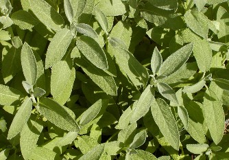 sage plant, mulitple soft green oblong leaves with an almost furry appearance on the leaf surface. 