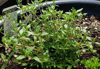 Common thyme plant, low growing plant about 2-3 inches tall with tiny, quarter inch oblong leaves growing off brown stems.  