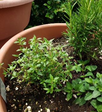 Decorative herb garden with thyme, rosemary and oregano plants in a terra cotta pot.  