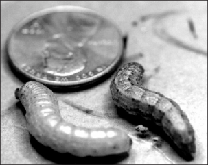 FIGURE 1. A pale western cutworm (left) and an army cutworm are shown with a penny. (Photos in this publication are by P. M. Denke)
