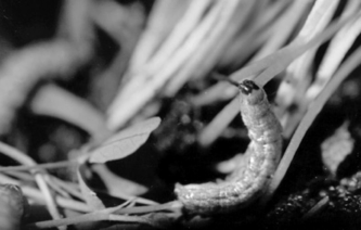 FIGURE 2. An army cutowrm feeds on a canola seedling.