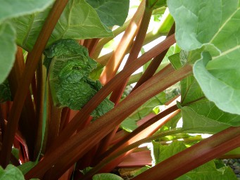 FIGURE 1. Red rhubarb leaf stalks. Photo by Cheryl Moore-Gough, MSU.