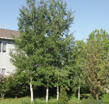 A pair of aspen trees in front of a house