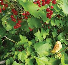 A currant bush with bright red berries