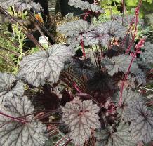 A green and purple coral bells plant