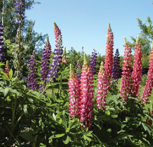 Large lupine flower stalks in pink and purple