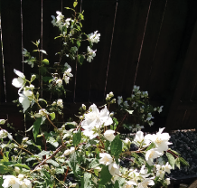 A mock orange plant in a backyard garden