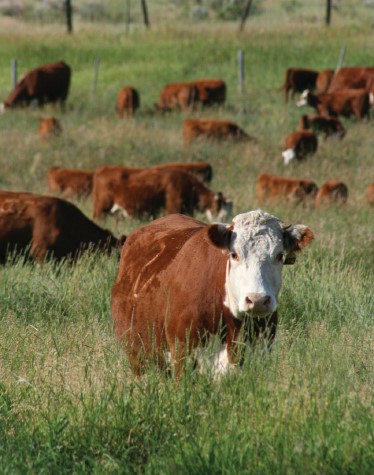 A photo of a brown and white cow in a field.