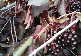 Maroon to green leaves on branches with 2 inch long stems bearing a dozen black chokecherry fruits per stem.