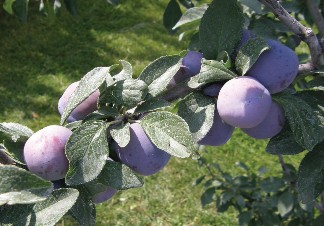 A branch of a plum tree with dark green leaves and lilac-colored plum fruits attached along the branch.