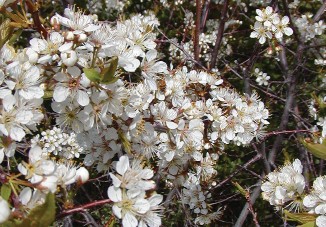Multiple clusters of white, five-petaled plum flowers among branches, these look similar to white cherry tree blossoms.