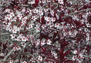 Multiple clusters of white five-petaled with pink-centers sandcherry blossoms on branches with dark red sandcherry leaves.