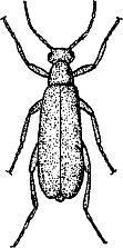 Black and white hand drawn image of an adult blister beetle.