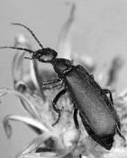 Black and white image of a black blister beetle feeding on a flower.