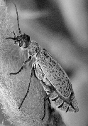 Black and white image of a spotted blister beetle on a stem.