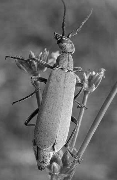 Black and white photo of an ash gray blister beetle.