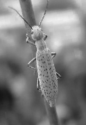 Black and white photo of dark blister beetle on a stem.