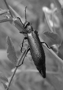Black and white image of Nutall's blister beetle.