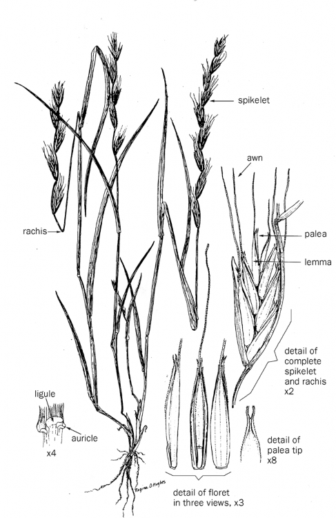 Black and white hand drawing showing the parts of the persian darnel plant.