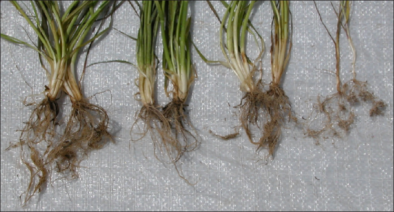FIGURE 6. Root deformation caused by Heterodera infestation, found on affected spring wheat plants in St. Anthony, Idaho. Symptoms range from moderate (far left) to severe (far right). 