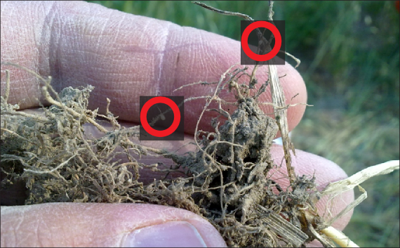 FIGURE 7. Small white cysts (around the size of a pin head) are visible on the roots of a stunted Yellowstone wheat plant in Chouteau County in 2014, diagnostic for cereal cyst nematode infestation. Two cysts are circled to aid in identification. Photo by R. Al-Khafaji.