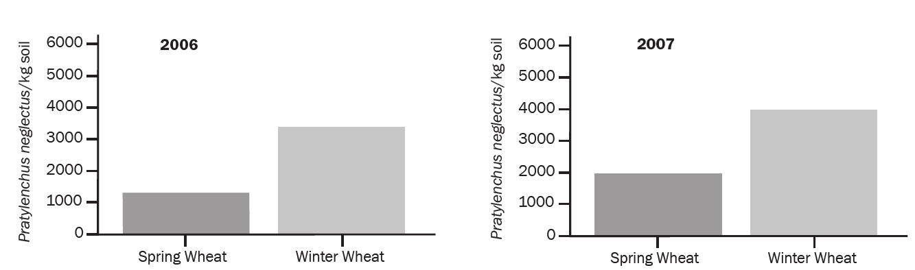 FIGURE 3. Spring populations of root lesion nematodes for fields previously cropped to spring and winter wheat in 2006 and 2007.