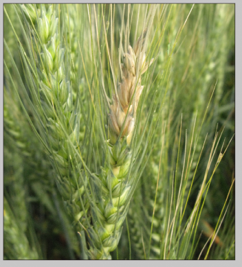 FIGURE 1. Partial bleaching of the wheat head due to Fusarium head blight.