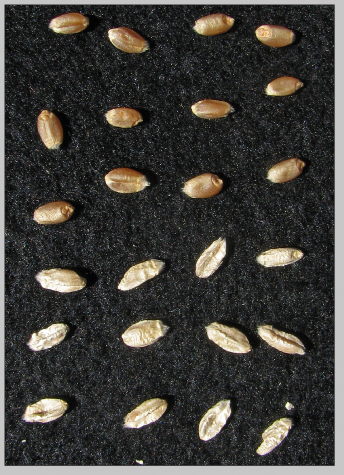 FIGURE 3. Wheat kernels that are shriveled, white and chalkty in appearance, called 'tombstones' are on the bottom versus healthy seed on the top.