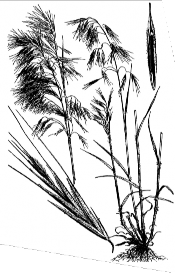 Black and white hand drawing of a whole cheatgrass plant with an up close spikelet and seed
