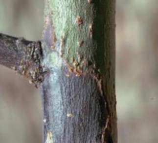 Figure 2: Photo of the dark and sunken bark that indicates a fire blight canker on a young branch. By William Jacobi, Colorado State University, Bugwood.org