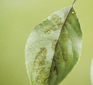 Figure 3: Photo of apple scab lesions on apple leaves.