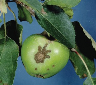 Figure 4: Photo of apple scab lesions on apple fruit. By Clemson University, USDA Cooperative Extension Slide Series, Bugwood.org
