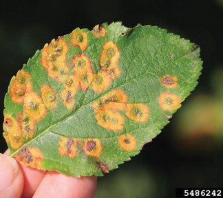 Figure 6: Photo of cedar-apple rust lesions on the upper surface of apple leaves.
