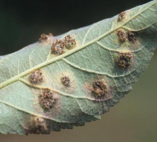 Figure 7: Photo of cedar-apple rust lesions on the underside of apple leaves.