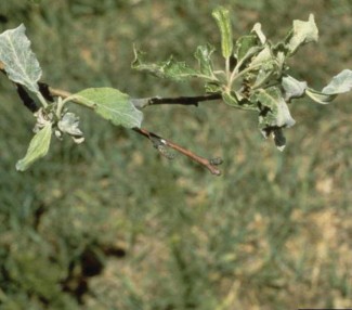 Figure 8: Photo of powdery mildew-affected apple foliage and buds. By William M. Brown Jr., Bugwood.org