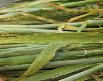 FIGURE 1. Leaf symptoms of wheat streak mosaic virus (WSMV) in barley.