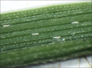 FIGURE 2. Wheat curl mites on a wheat leaf. Note the leaf curling (bottom of photo) which protects the mites and creates a favorable microclimate
