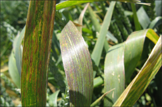FIGURE 4. Symptoms of barley yellow dwarf virus on wheat. Note purpling and yellow streaks on leaves.
