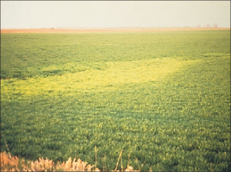 FIGURE 5. Wheat soilborne mosaic virus symptoms often occur in low-lying areas.