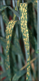 FIGURE 3. Physiological leaf spot symptoms can vary signigficantly depending on the variety and environmental conditions.