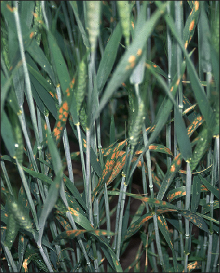 FIGURE 3. Physiological leaf spot symptoms can vary signigficantly depending on the variety and environmental conditions. Image 2