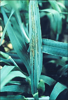 FIGURE 4. Foliar symptoms of bacterial blight on barley (left)