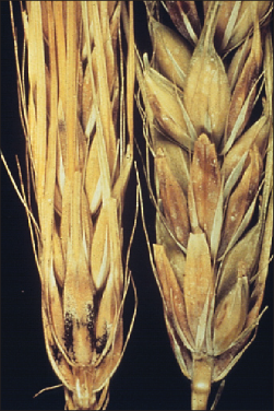 FIGURE 5. Black chaff on seed (right).