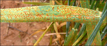 Leaf rust (bottom) symptoms on wheat