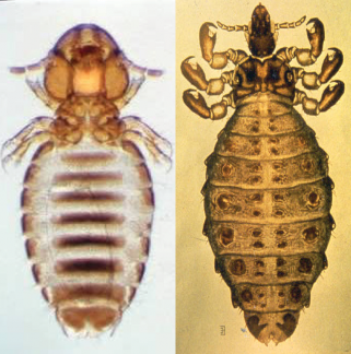 A closeup image of a cattle biting louse on the left and a longnosed sucking louse on the right.