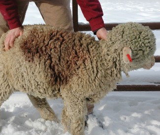 A sheep in a snowy field being held by a person has a large brownish blood stain due to an African blue lice infestation.