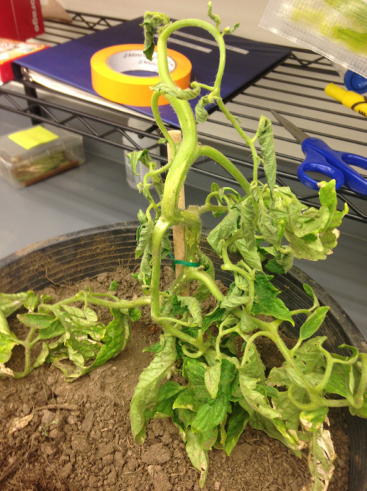 A photo of a vegetable plant with herbicide damage.