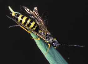 FIGURE 1. Adult female wheat stem sawfly.