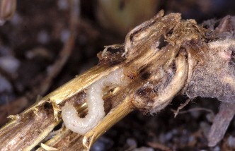 FIGURE 3. Fully grown larva of the wheat stem sawfly.